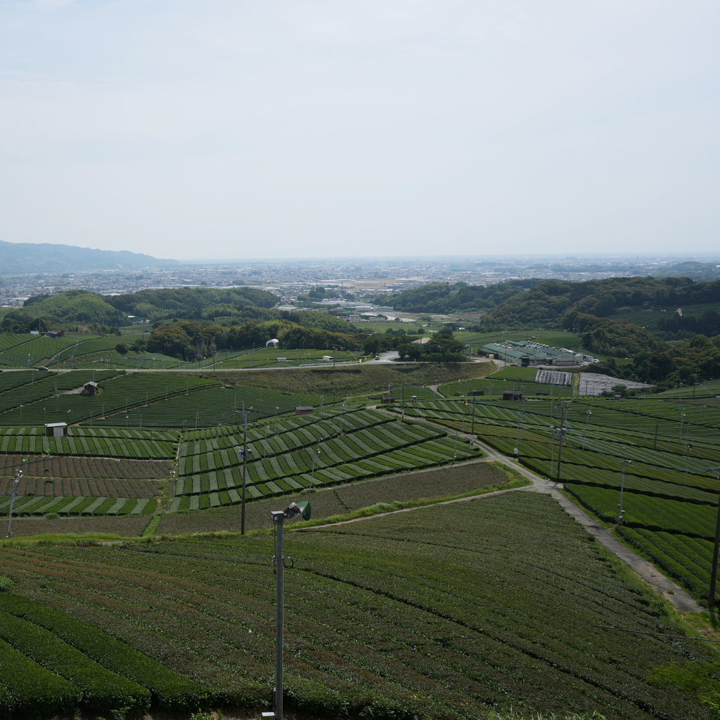 Hinata Ceremonial Matcha - Single Cultivar (50g)